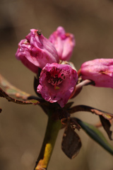 Rhododendron campanulatum