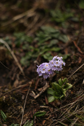 Image of Primula glabra by (c) Siddarth Machado, some rights reserved (CC BY)