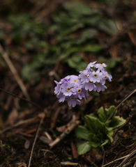 Primula glabra