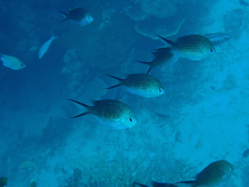 Blue puller (Chromis ternatensis) — Pomacentridae