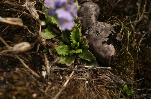 Image of Primula glabra by (c) Siddarth Machado, some rights reserved (CC BY)
