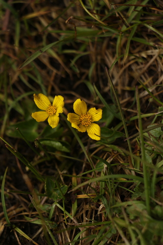 Image of Caltha scaposa by (c) Siddarth Machado, some rights reserved (CC BY)