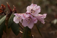 Rhododendron campanulatum