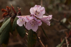 Rhododendron campanulatum