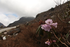 Rhododendron campanulatum