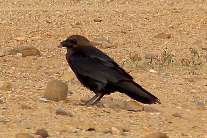 Brown-necked Raven (Corvus ruficollis), photo 2
