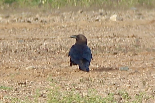 Brown-necked Raven (Corvus ruficollis), photo 3