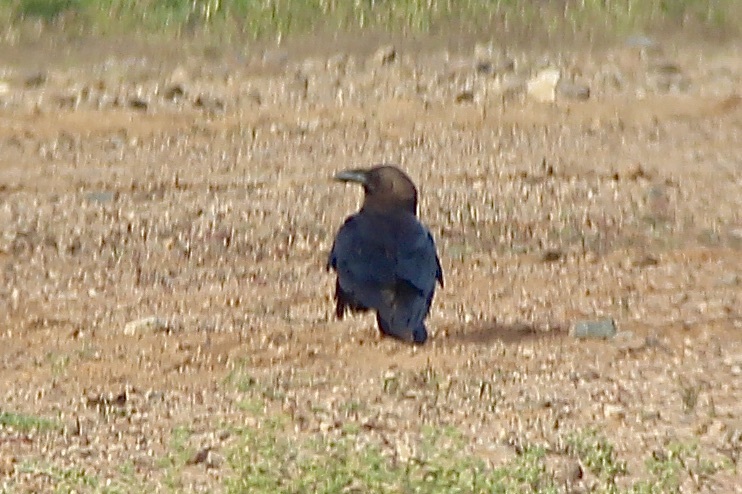 Brown-necked Raven (Corvus ruficollis), photo 3