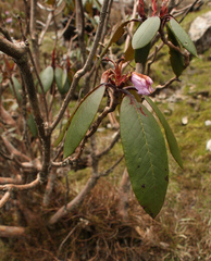 Rhododendron campanulatum