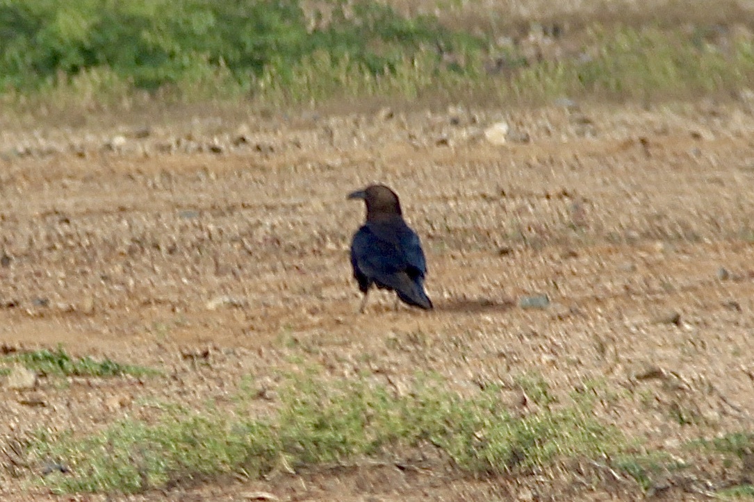 Brown-necked Raven (Corvus ruficollis), photo 4
