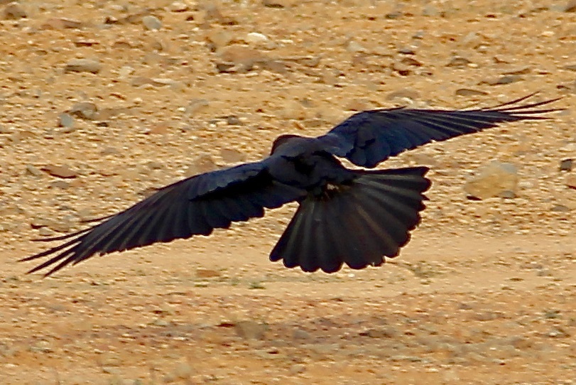 Brown-necked Raven (Corvus ruficollis), photo 5