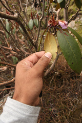 Rhododendron campanulatum