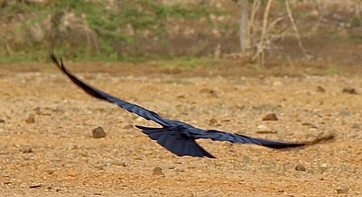 Brown-necked Raven (Corvus ruficollis), photo 6