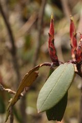 Rhododendron campanulatum