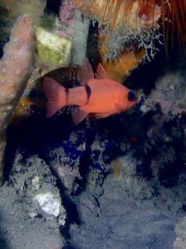 Barred cardinalfish (Apogon binotatus) — Apogonidae