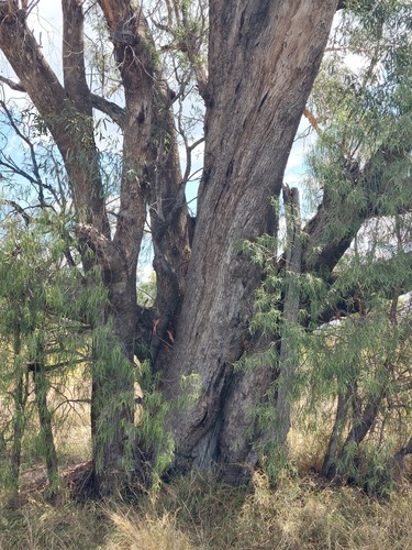 Narrow-leaved Grey Box (Eucalyptus woollsiana)