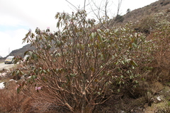Rhododendron campanulatum