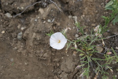 Convolvulus ammannii