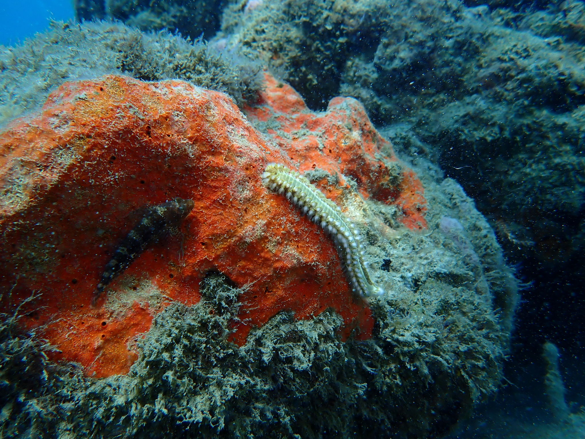 Hermodice carunculata (Pallas, 1766)