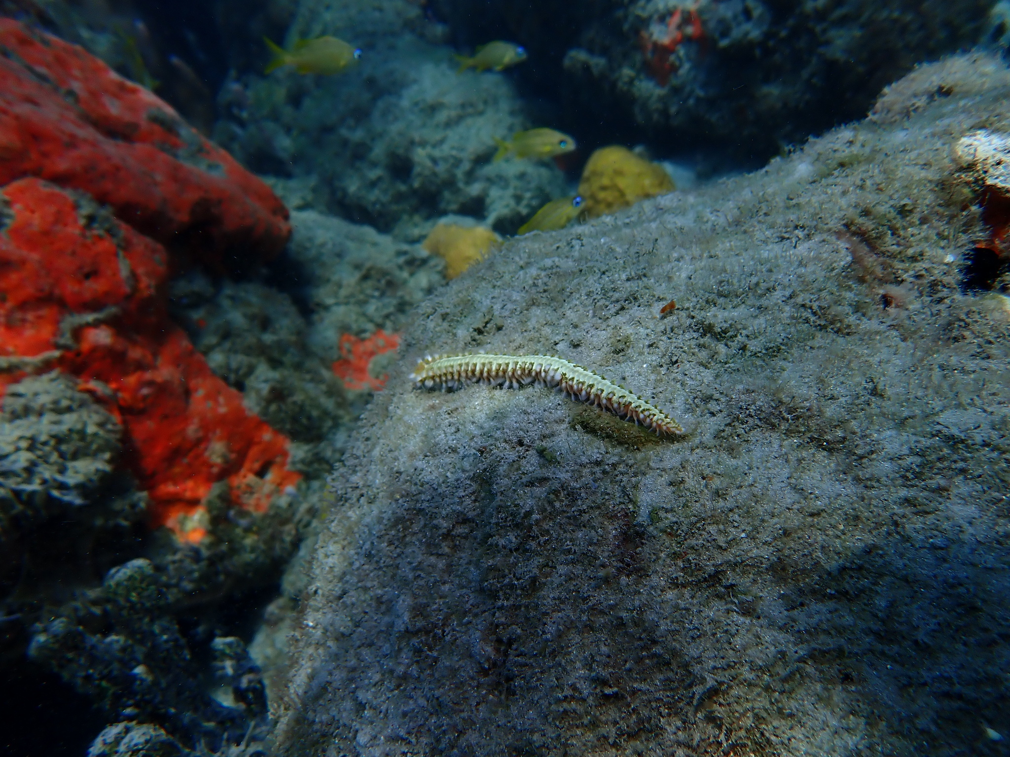 Hermodice carunculata (Pallas, 1766)