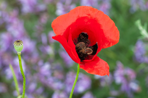 Oriental Poppy