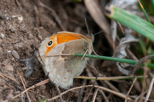 Small Heath