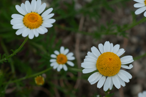 German Chamomile
