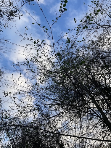 white alder (Alnus rhombifolia)
