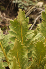 Meconopsis paniculata