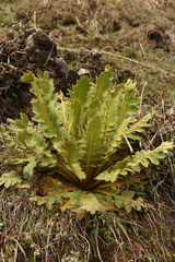 Meconopsis paniculata