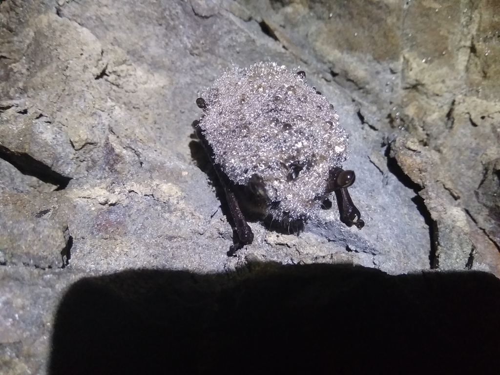 Common Whiskered Myotis (Myotis mystacinus)