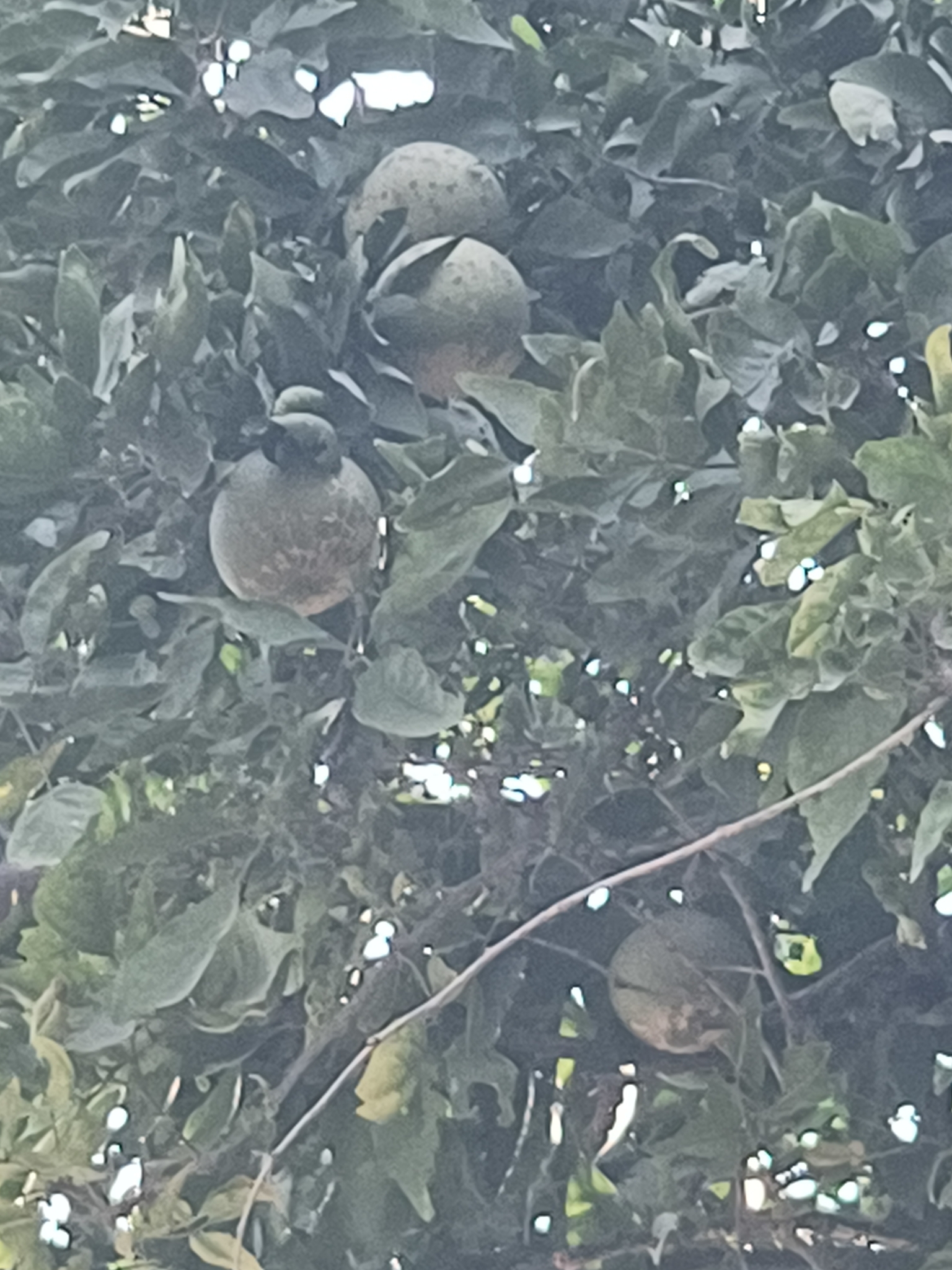 Imagem de Aegle marmelos