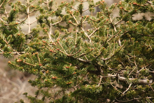 Image of Abies densa by (c) Siddarth Machado, some rights reserved (CC BY)