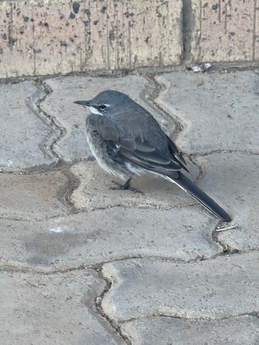 iNaturalist: (c) Gwili Gibbon, some rights reserved (CC BY-NC), uploaded by Gwili Gibbon iNaturalist image