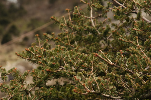 Image of Abies densa by (c) Siddarth Machado, some rights reserved (CC BY)