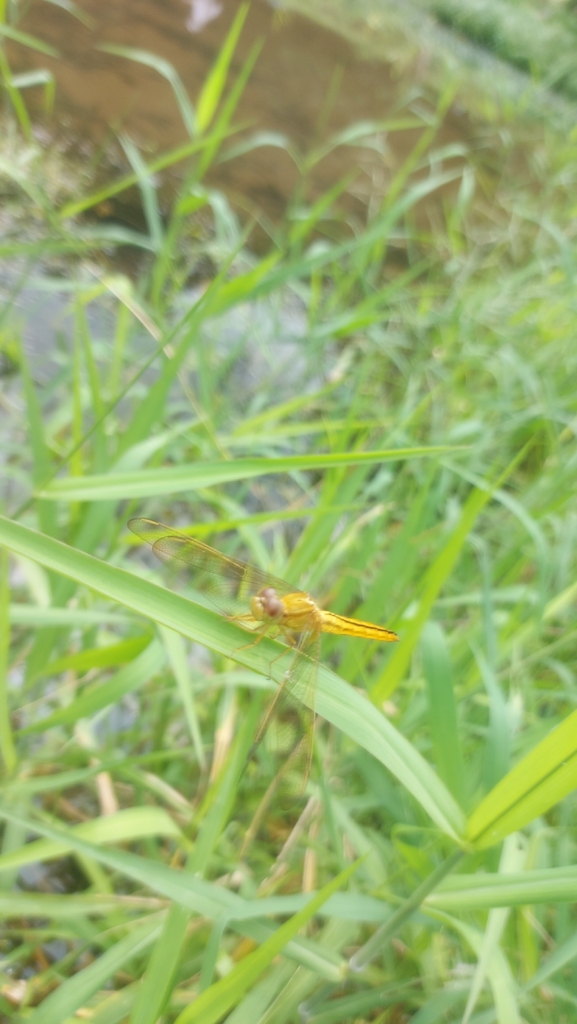 Oriental Scarlet (Crocothemis servilia)