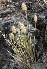 Agropyron cristatum