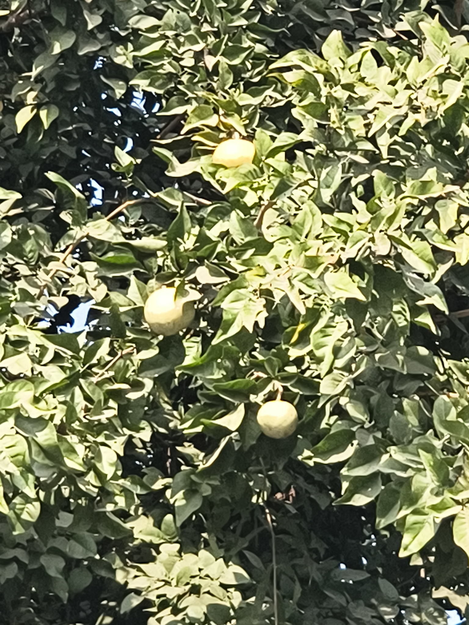 Imagem de Aegle marmelos