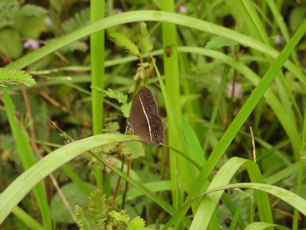 Orsotriaena medus (Orsotriaena medus)