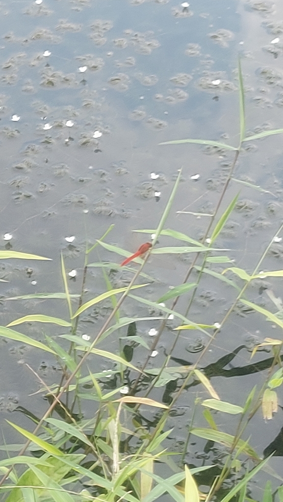 Rhodothemis rufa (Rhodothemis rufa)