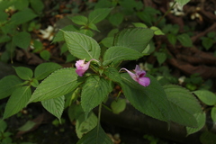 Impatiens decipiens