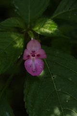 Impatiens decipiens