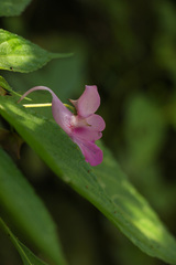 Impatiens decipiens