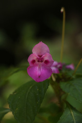 Impatiens decipiens