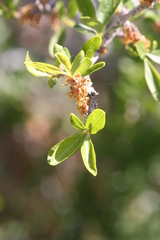 Peraphyllum ramosissimum