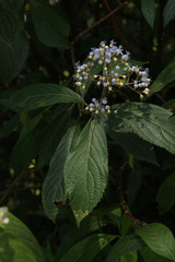 Hydrangea febrifuga