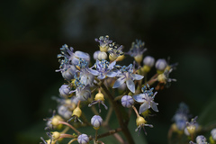 Hydrangea febrifuga
