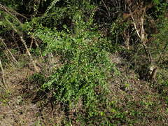 Erythroxylum brevipes