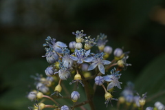 Hydrangea febrifuga