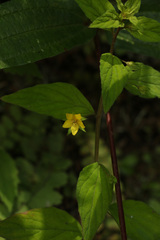 Lysimachia alternifolia